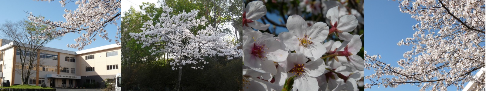 桜「開花」